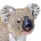 Safari Ltd&#xAE; Koala Toy